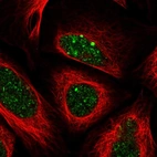 Immunofluorescent staining of human cell line U-2 OS shows localization to nucleoplasm & nuclear bodies.