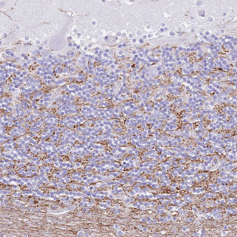 Rabbit Polyclonal Anti-EFHD2 Antibody - Buy for research - Highly ...