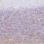 Immunohistochemical staining of human cerebellum shows moderate positivity in neuronal processes in granular layer.