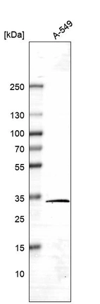 Western blot analysis in human cell line A-549.