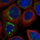 Immunofluorescent staining of human cell line A-431 shows localization to the Golgi apparatus & vesicles.