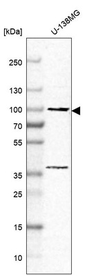 Western blot analysis in human cell line U-138MG.