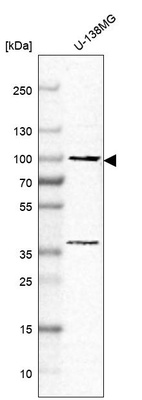 Anti-CDH2 Antibody