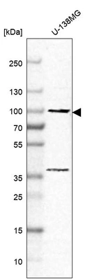Western blot analysis in human cell line U-138MG.