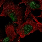 Immunofluorescent staining of human cell line U-2 OS shows localization to nucleus.