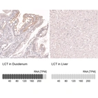 Anti-LCT Antibody