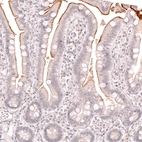 Immunohistochemical staining of human small intestine shows moderate membranous positivity in the intestinal brush border.