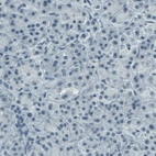 Immunohistochemical staining of human pancreas shows absence of immunoreactivity (negative control).