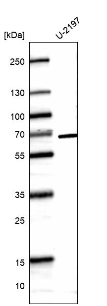 Anti-CDK19 Antibody