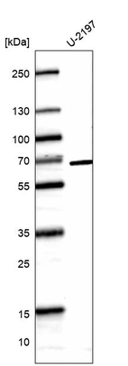 Anti-CDK19 Antibody