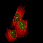 Immunofluorescence staining in SH-SY5Y cell line with Anti-CDK19 monoclonal antibody, showing specific staining of nuclear bodies and nucleoplasm in green. Microtubule- and nuclear probes are visualized in red and blue respectively (where available).
