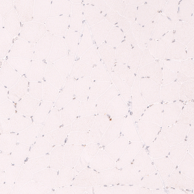Mouse Monoclonal Anti-CDK19 Antibody - Buy for research - Highly ...