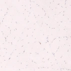 Immunohistochemical staining of human skeletal muscle shows no positivity in myocytes as expected.