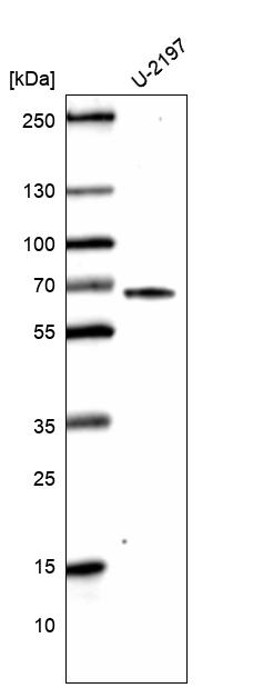 Mouse Monoclonal Anti-CDK19 Antibody - Buy for research - Highly ...