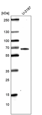 Western blot analysis in human cell line U-2197.