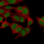 Immunofluorescence staining in SH-SY5Y cell line with Anti-CDK19 monoclonal antibody, showing specific staining of nuclear bodies and nucleoplasm in green. Microtubule- and nuclear probes are visualized in red and blue respectively (where available).