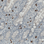 Anti-KIT Antibody