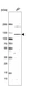 Anti-PMS1 Antibody