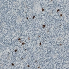 Immunohistochemical staining of human tonsil shows strong positivity in a subset of lymphoid cells.