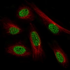 Immunofluorescence staining in U-138MG cell line with Anti-PRRX1 monoclonal antibody, showing specific staining of nucleoplasm in green. Microtubule- and nuclear probes are visualized in red and blue respectively (where available).