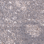 Immunohistochemical staining of human lymph node shows moderate nuclear positivity in germinal and non-germinal center cells.