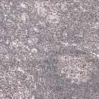 Immunohistochemical staining of human lymph node shows moderate nuclear positivity in germinal and non-germinal center cells.