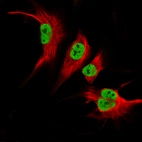 Immunofluorescence staining in U-251MG cell line with Anti-KLF2 monoclonal antibody, showing specific staining of nucleoplasm in green. Microtubule- and nuclear probes are visualized in red and blue respectively (where available).