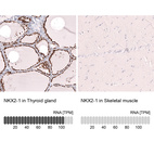 Anti-NKX2-1 Antibody