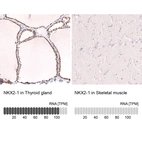 Anti-NKX2-1 Antibody
