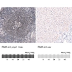 Anti-PAX5 Antibody