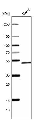 Western blot analysis in human cell line Daudi.