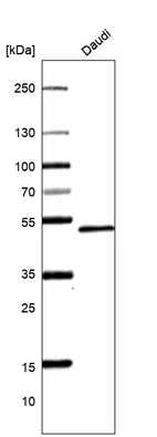 Western blot analysis in human cell line Daudi.