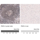 Anti-PAX5 Antibody