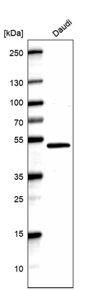 Western blot analysis in human cell line Daudi.