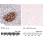 Anti-CR2 Antibody