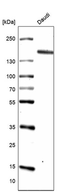 Western blot analysis in human cell line Daudi.