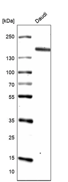 Western blot analysis in human cell line Daudi.