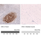 Anti-CR2 Antibody