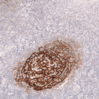 Anti-CR2 Antibody