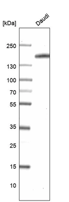 Western blot analysis in human cell line Daudi.