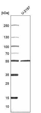 Western blot analysis in human cell line U-2197.