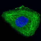 Immunofluorescence staining in A-431 cell line with Anti-KRT14 monoclonal antibody, showing specific staining of intermediate filaments in green. Microtubule- and nuclear probes are visualized in red and blue respectively (where available).
