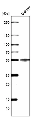 Western blot analysis in human cell line U-2197.