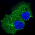 Immunofluorescence staining in A-431 cell line with Anti-KRT14 monoclonal antibody, showing specific staining of intermediate filaments in green. Microtubule- and nuclear probes are visualized in red and blue respectively (where available).