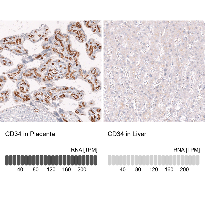 Anti-CD34 Antibody