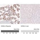 Anti-CD34 Antibody