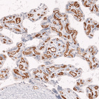 Anti-CD34 Antibody