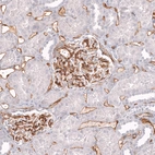 Immunohistochemical staining of human kidney shows strong membranous positivity in endothelial cells.