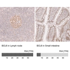 Anti-BCL6 Antibody