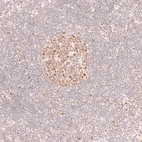 Immunohistochemical staining of human lymph node shows moderate to strong nuclear positivity in germinal center cells.
